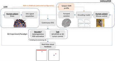 Closed-loop motor imagery EEG simulation for brain-computer interfaces